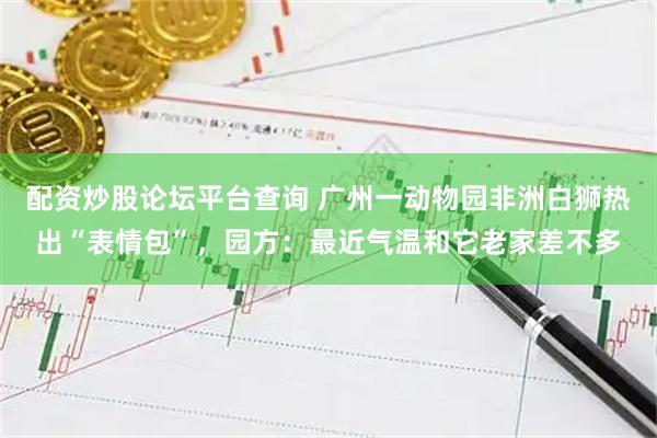 配资炒股论坛平台查询 广州一动物园非洲白狮热出“表情包”，园方：最近气温和它老家差不多